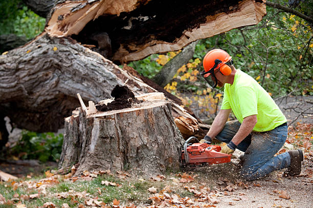 Best Emergency Tree Removal  in South Boston, VA