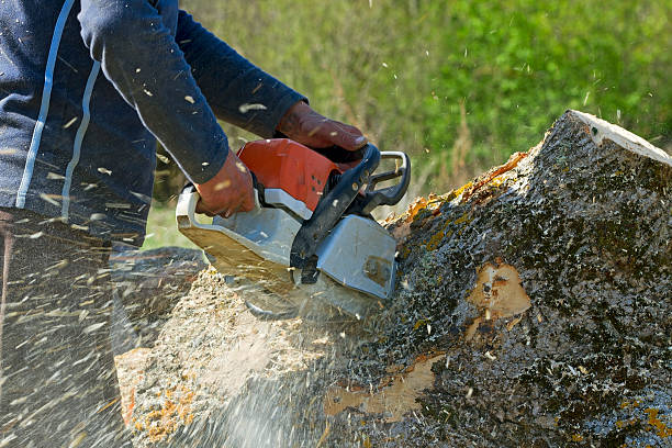 Best Tree Disease Treatment  in South Boston, VA